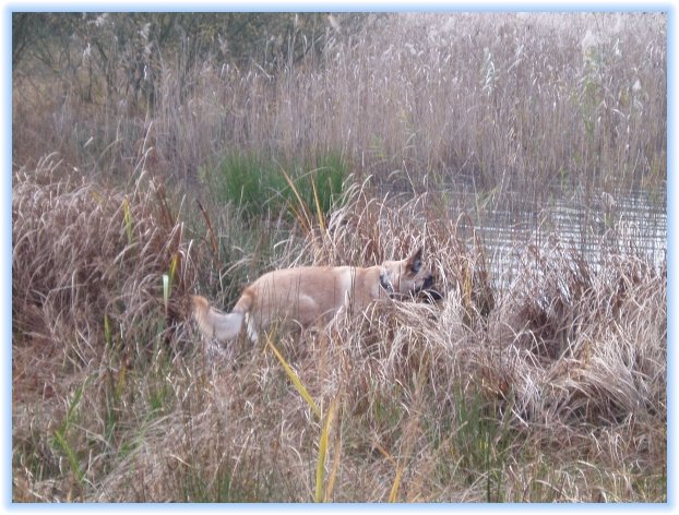 amour_chasse1.jpg