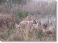amour_chasse1.jpg